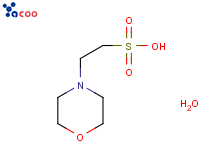 2-(N-吗啉)乙磺酸一水合物( MES·H2O）
