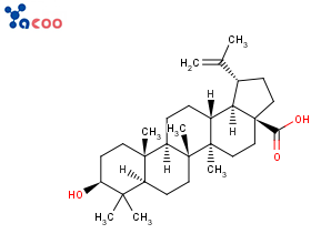 白桦脂酸