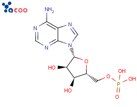 5'-单磷酸腺苷（AMP）  