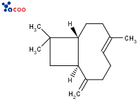 β-石竹烯
