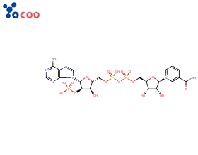 烟酰胺腺嘌呤双核苷酸磷酸盐（NADP），辅酶 II 