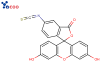 fluorescein isothiocyante
