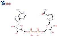 beta-Diphosphopyridine nucleotide
