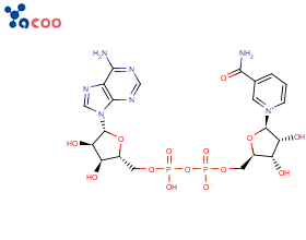 烟酰胺腺嘌呤双核苷酸（NAD）
