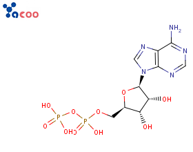 5ˊ-二磷酸腺苷  ADP