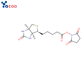 D-生物素-N-羟基琥珀酰亚胺酯（Biotin-NHS ）