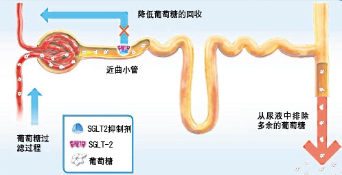 Jardiance 代谢过程