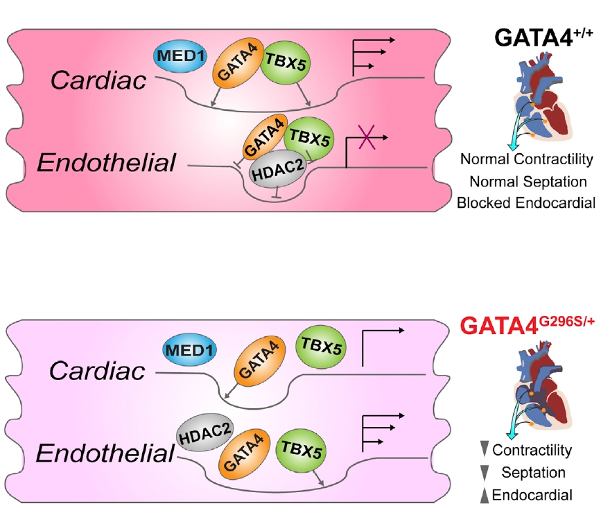 mechanisms of GATA4