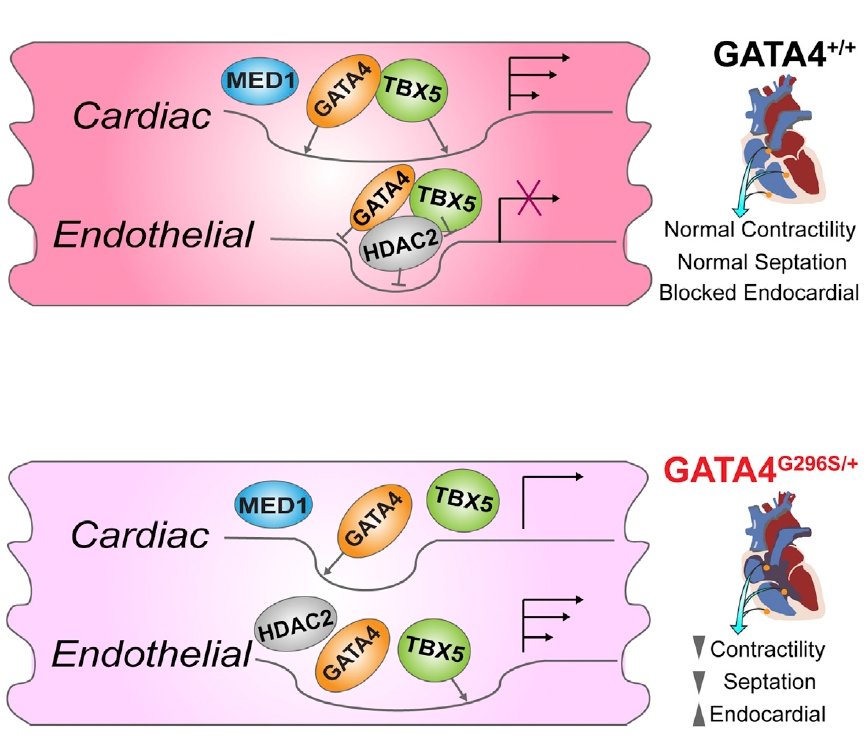 GATA4作用机制