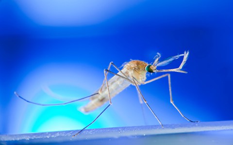 蚊子叮咬可引发疟疾