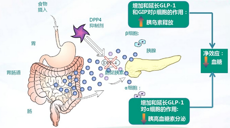 DPP-4作用机制