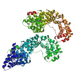 β-连环蛋白