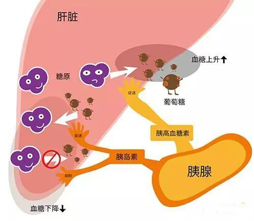 胰岛素和胰高血糖素