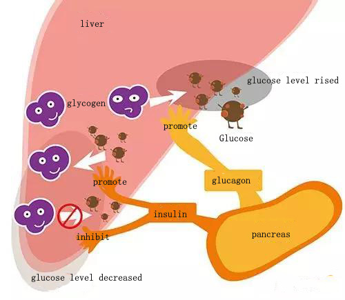 insulin and glucagon