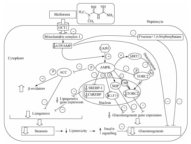 图1 二甲双胍降糖机制